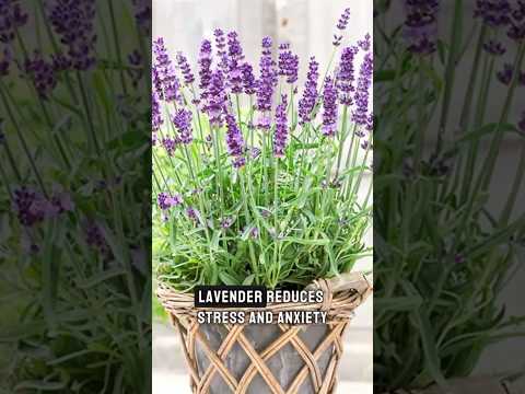 10 HEALING HERBS