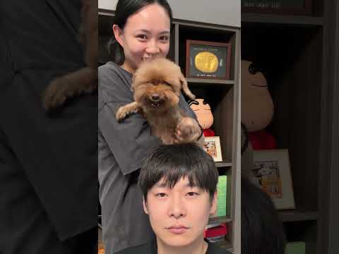 Tôi cũng muốn quay 1 cái như thế này #cho #pets #dogcute #goldenretriever