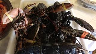 Esqueixada de bacallà Escamarlans #escamerlans #cigalas #bogavantes #llamantols Sant Pere Andalusa