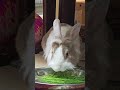 when mofu feasted on homegrown rye grass! #bunny #pets #rabbit #cute #fluffy #かわいい #可愛い #ふわふわ #うさぎ