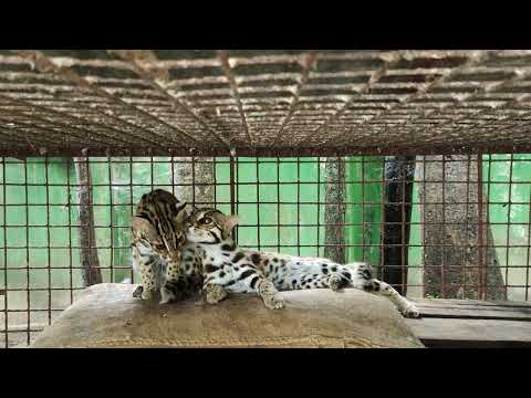 The leopard cat (Prionailurus bengalensis) is a small wild cat.