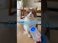 猫と犬、どっちも可愛い何度でも見たくなるまとめ動画 #猫と犬 #funnyvideo