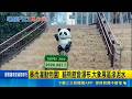 暴雨灌動物園! 貓熊館變瀑布.大象展區滲泥水 午後雨勢猛烈! 動物園大貓熊館驚見"階梯瀑布"｜三立新聞LIVE