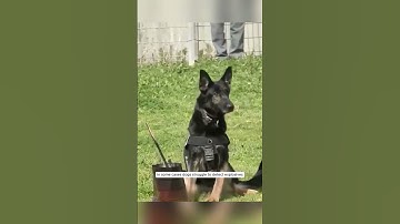 Bees Trained to Detect Explosives: Nature’s Newest Detection System #shorts