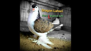 Lahore By Hero L Pigeon's Loft | Pigeon's Bangladesh | #lahorepigeon #lahorekobutor #Danlahore