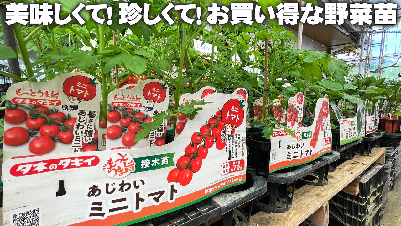 5月は野菜苗が充実】人気のブランド野菜／見たことないレア野菜／栄養