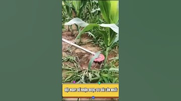 Lưỡi Cắt Dọn Cỏ Nhật Bản