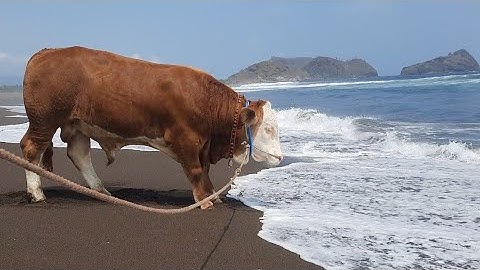SAPI PEDET SUPER PENUNGGU PANTAI SELATAN LARI SORE 🔥🔥🔥