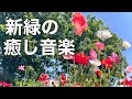 【新緑の癒しBGM】心がふっと落ち着くカフェタイム|やさしいピアノで癒されるリラックス音楽