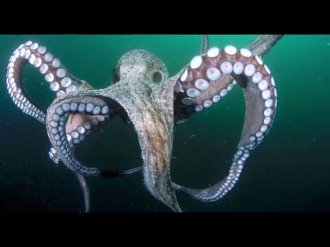 20 ცხოვრებისეული ფაქტი #3