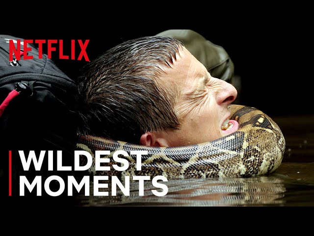 Bear’s WILDest Moments 🤯 Animals on the Loose: A You vs Wild Movie | Netflix After School class=