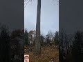 cutting tree#wood#treecutting #treecutting#tree