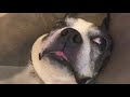 イビキが凄い犬