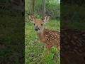 Fawn following me around the woods