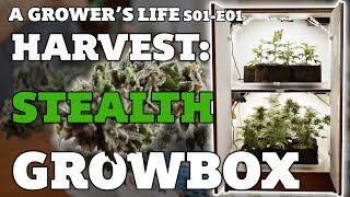 A grower's life E01-S01: Harvesting the repurposed nightstand stealth grow cabinet💚