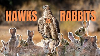 Falconry Hawks Hunting Rabbits