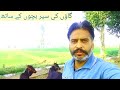 Village life  village lovers  desi life  farhan naqvi vlogs