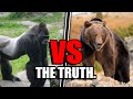 Gorilla VS Grizzly Bear - Who Would ACTUALLY Win?