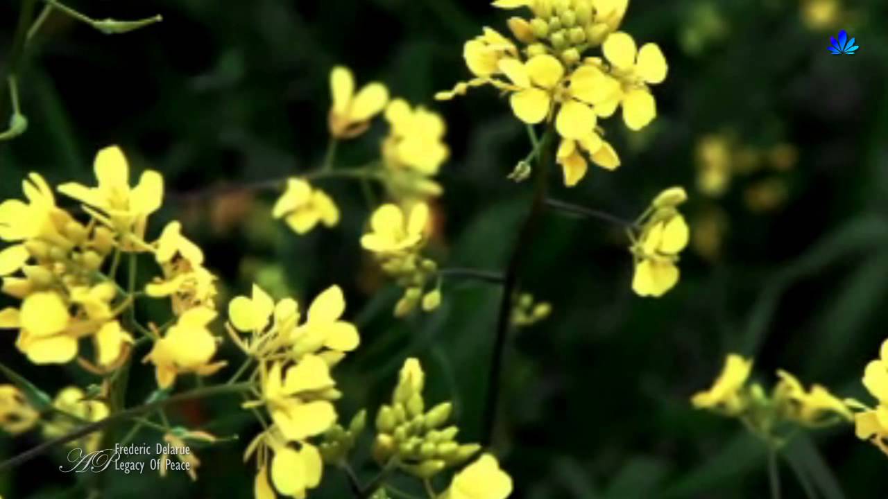 ✿ ♡ ✿ Frederic DELARUE - Legacy of Peace(Relaxing music) - YouTube