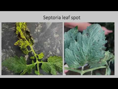 วีดีโอ: Septoria Cane And Leaf Spot: การจัดการอาการของโรค Septoria