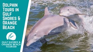 Dolphin Tours in Gulf Shores & Orange Beach | Cruises on the Alabama Gulf Coast