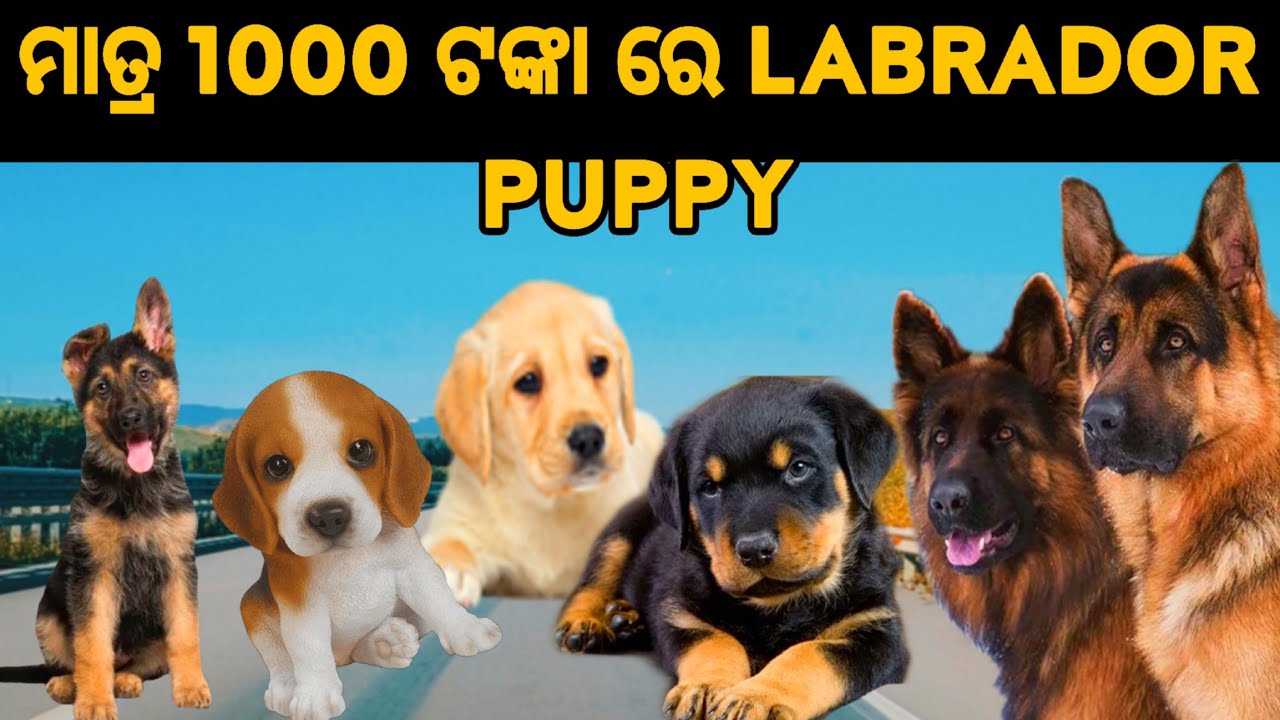 ମାତ୍ର 1000 ଟଙ୍କା ରେ ନେଇଯାନ୍ତୁ LABRADOR PUPPY 😍 || CHIKU-PET-VLOGS || ODIAVLOG || DALYVLOG ||