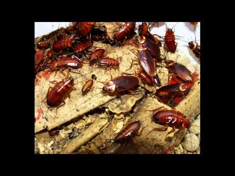 Blood Avenger - Cockroaches (Stratovárias e Perigosas)