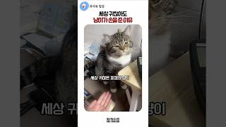 세상 귀찮아도 냥이가 손을 준 이유 #고양이개인기 #고양이손