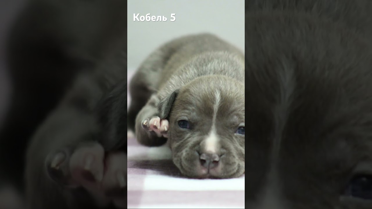 Свободен❤️д.р. 31.10.2024. Чистый от атаксии. Документы РКФ. Пишите 89774808900 Тамара 