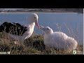 Royal Albatross ~ LGK Comes Home! 🎉 TF Has To Paddle Walk To Dad For Feeding! 😂 5.5.24