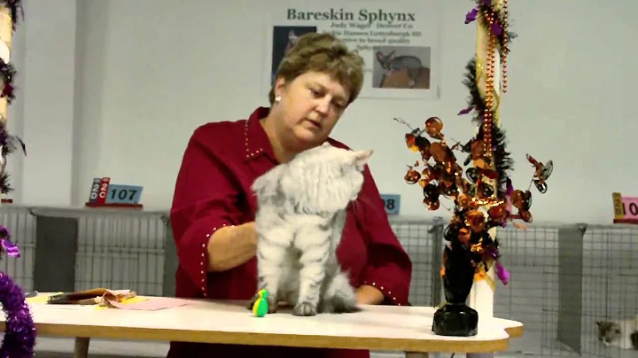 Judge Vickie Shields judging Siberian Cats