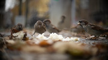 Schneider Kreuznach Xenon 25mm C-Mount f/1.5 Lens Cine Micro 4/3 MONSTER BOKEH