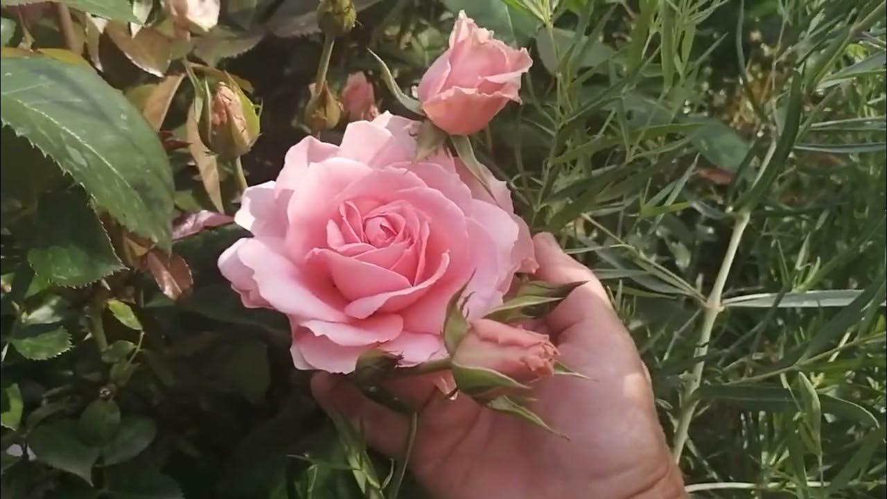Четыре необыкновенные флорибунды, Ю Ар Бьтифул, Боника и др. - YouTube