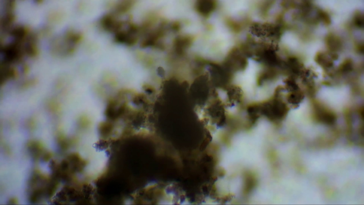 Chemin des Sources stream water microfauna - YouTube