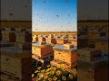 Humanity's Worst Nightmare Without Bees #Fear #Facts