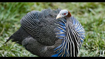 The Vulturine Guineafowl