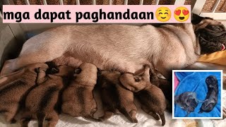 Our pug giving birth to 6 puppies / Philippines / how to assist