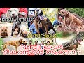 American Pitbull Terrier || APBT Dogs || Kerala Pitbulls || pitbull kennel kerala ||Dog Farming