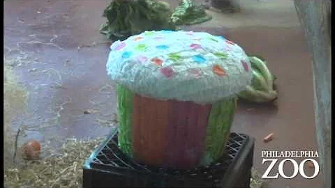 Motuba, Philadelphia Zoo's Western Lowland Gorilla Celebrates his Birthday