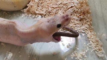 Medium Rat vs 2ft Ball Python **LIVE FEEDING WARNING**