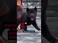sianjing yang sial mangsa anak ayam #hewanlucu #animalshorts #vidio #short