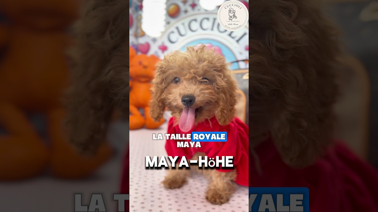 MAYA — FENOTIPO MALTIPOO TOY