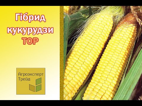 Кукурудза Тор 🌽