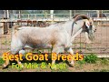 10 Best Goat Breeds In World | Best Dual Purpose Goat Breeds |