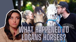 Influencers Need To STOP Buying Horses