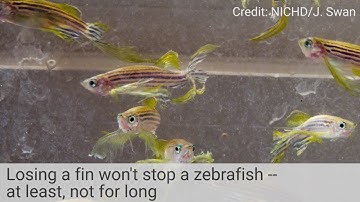 How Zebrafish Regrow Fins: A Cell-by-Cell Recap