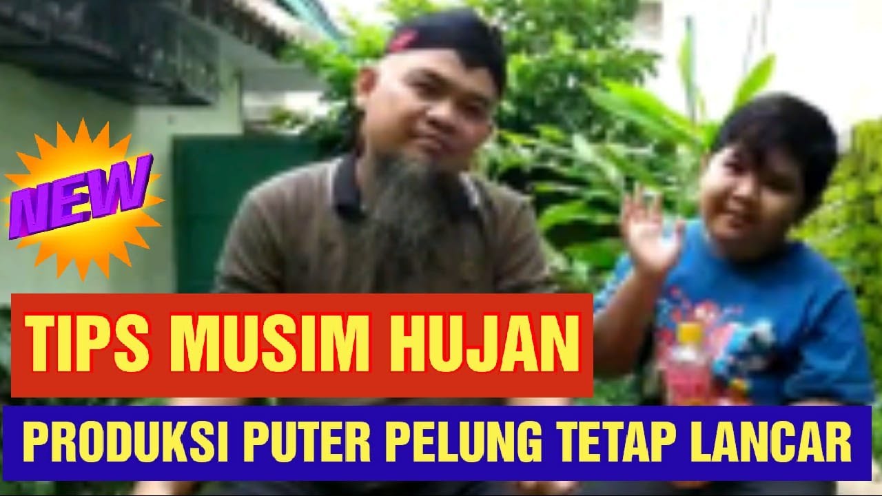 Tips Merawat Puter Pelung dan Derkuku Kelantan di Musim Hujan Agar