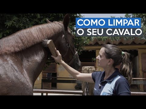 Vídeo: Como preparar um cavalo com um kit de higiene