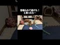 挑発しては逃げる子犬が無敵すぎる🐶
