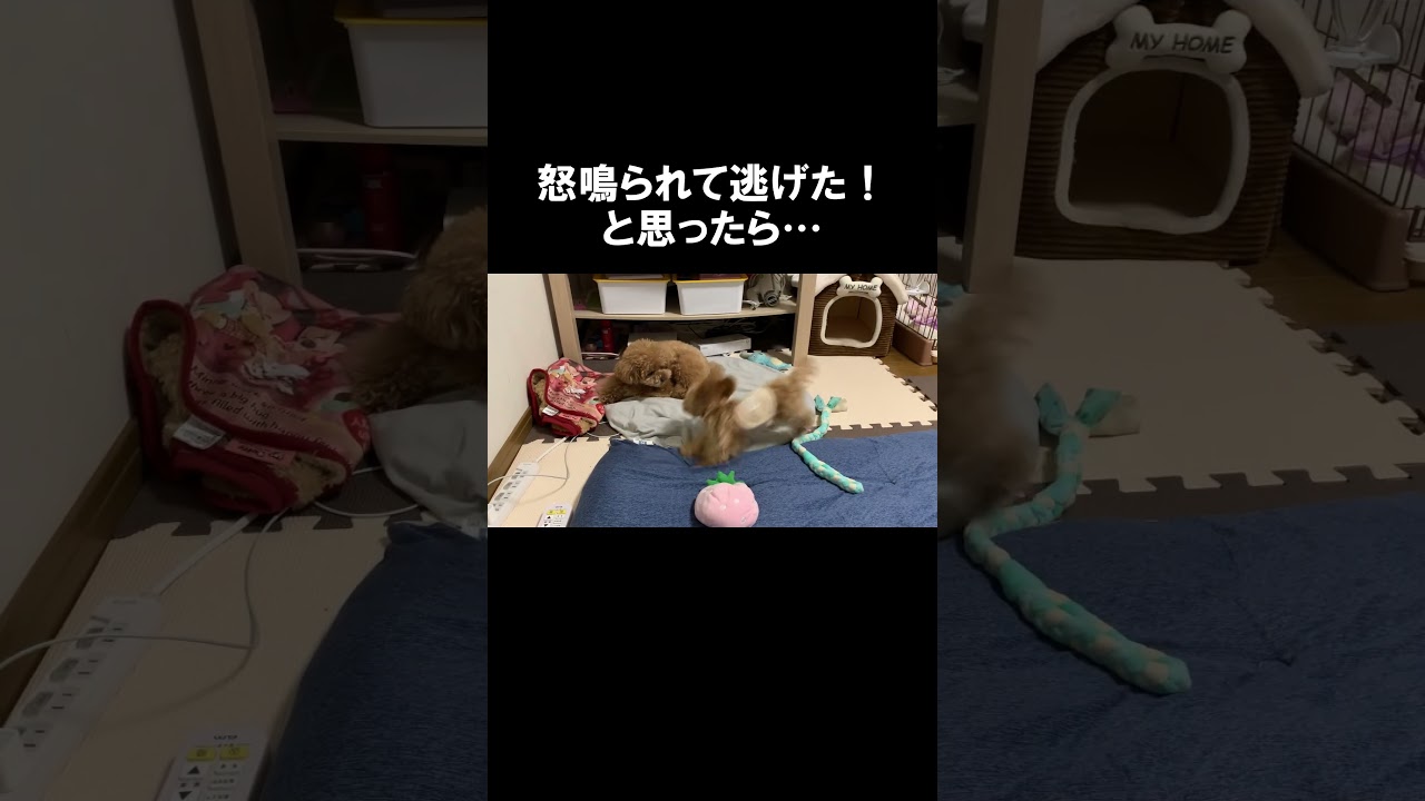 挑発しては逃げる子犬が無敵すぎる🐶